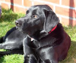 labrador
